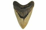 Fossil Megalodon Tooth - Huge NC Meg #298818-1